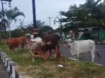 Sapi warga yang memadati salah satu taman di ibukota provinsi, Sofifi