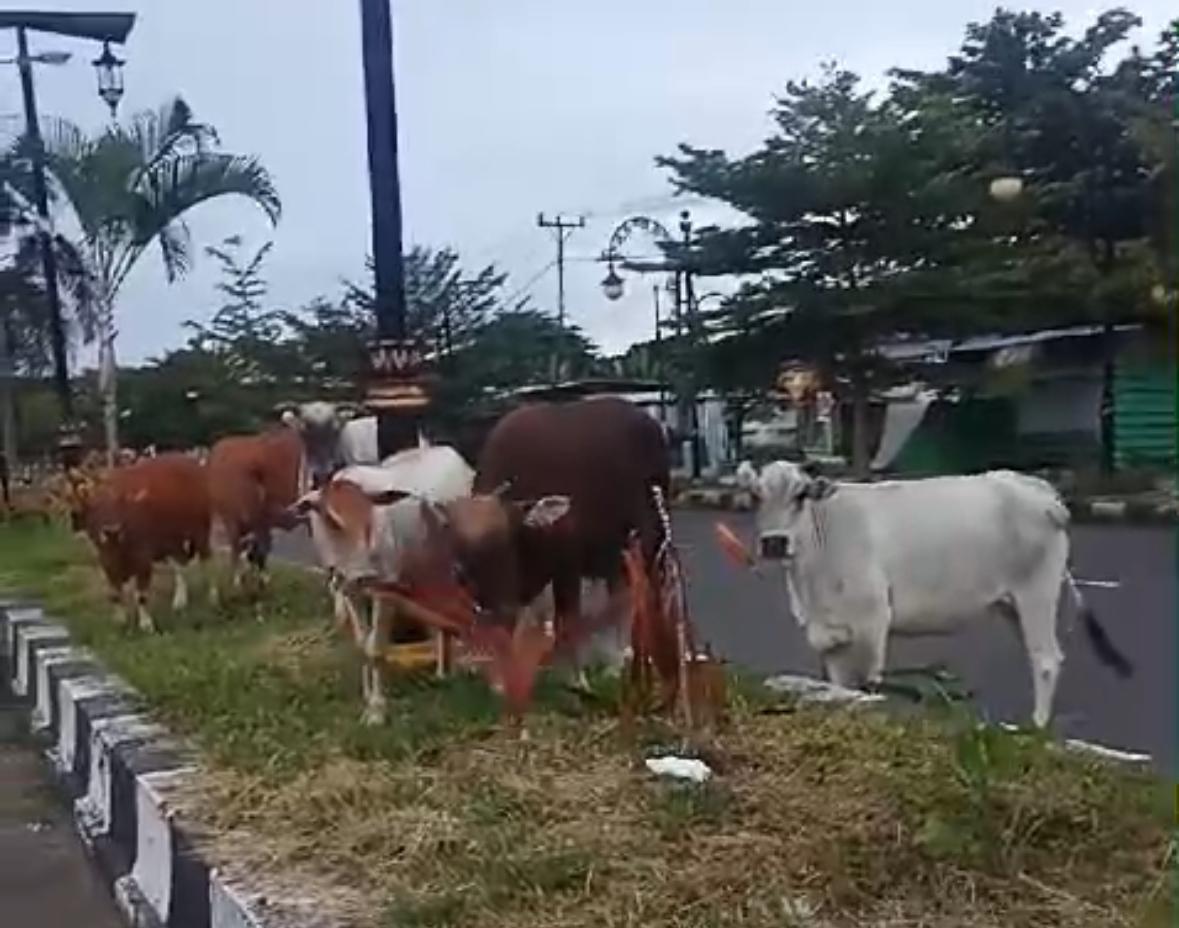 Sapi warga yang memadati salah satu taman di ibukota provinsi, Sofifi